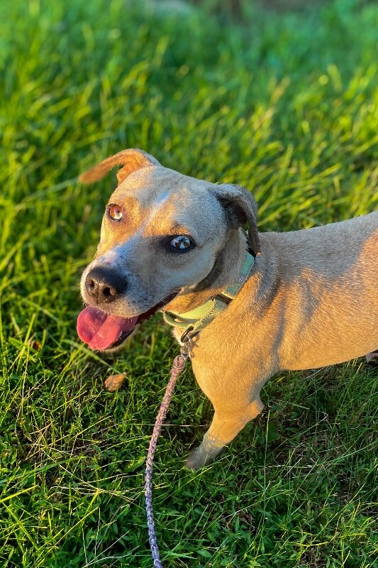 View Kendra Scott the Dog Photo #3