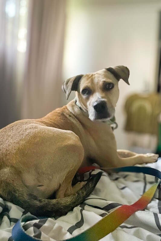 View Kendra Scott the Dog Photo #2