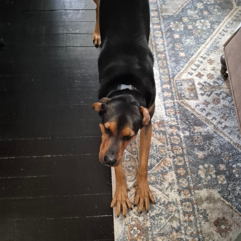 View Cider the Dog Photo #2