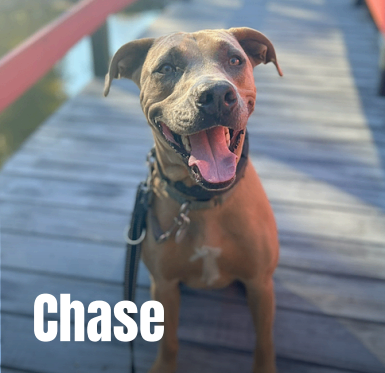 View Chase the Dog Photo #5