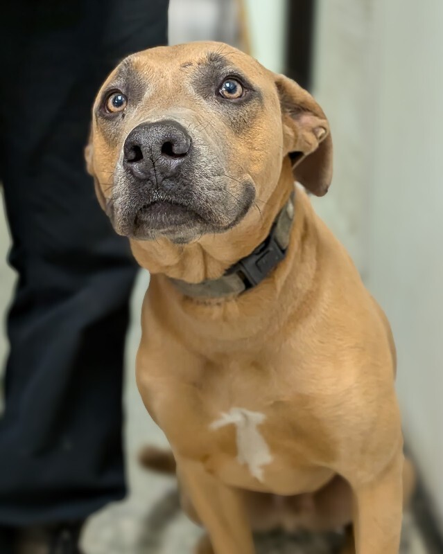 View Chase the Dog Photo #3