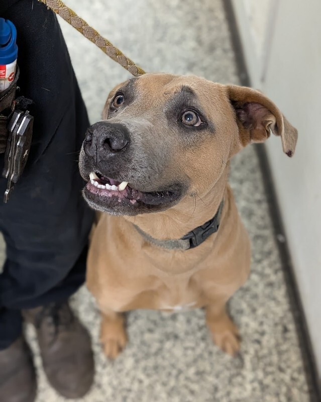 View Chase the Dog Photo #4