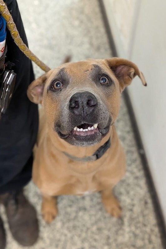 View Chase the Dog Photo #2