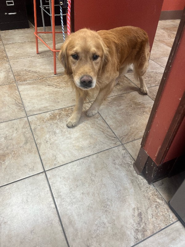 View Marley the Dog Photo #3