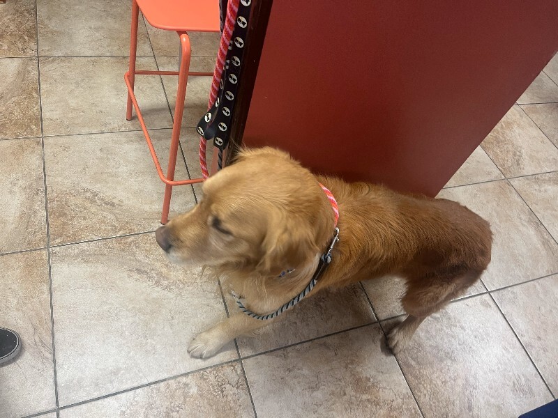 View Marley the Dog Photo #4