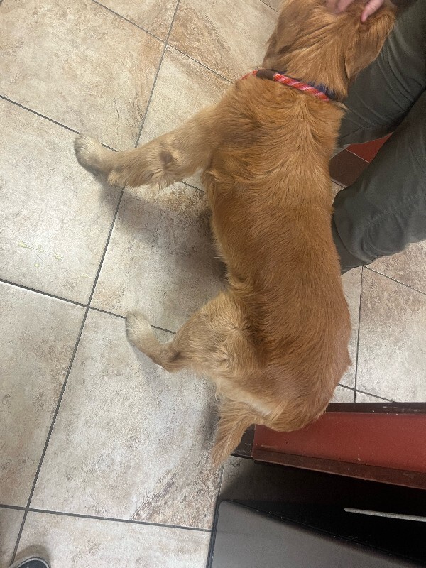 View Marley the Dog Photo #2