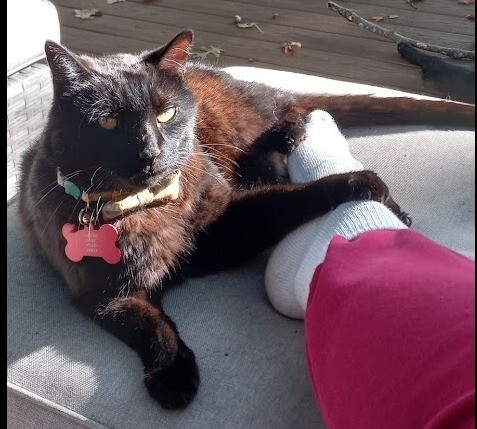 Learn More About this cat magic 1