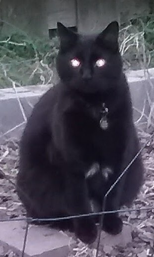 View Lost Cat Photo #1