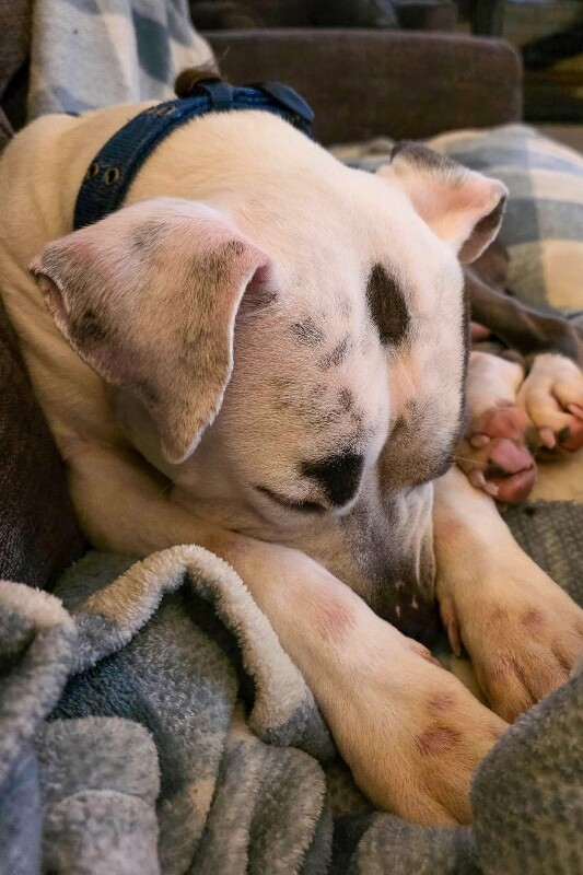 View Abraham Lincoln the Dog Photo #8