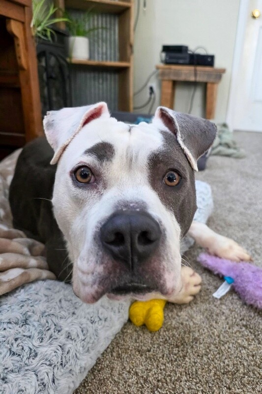 View Abraham Lincoln the Dog Photo #4