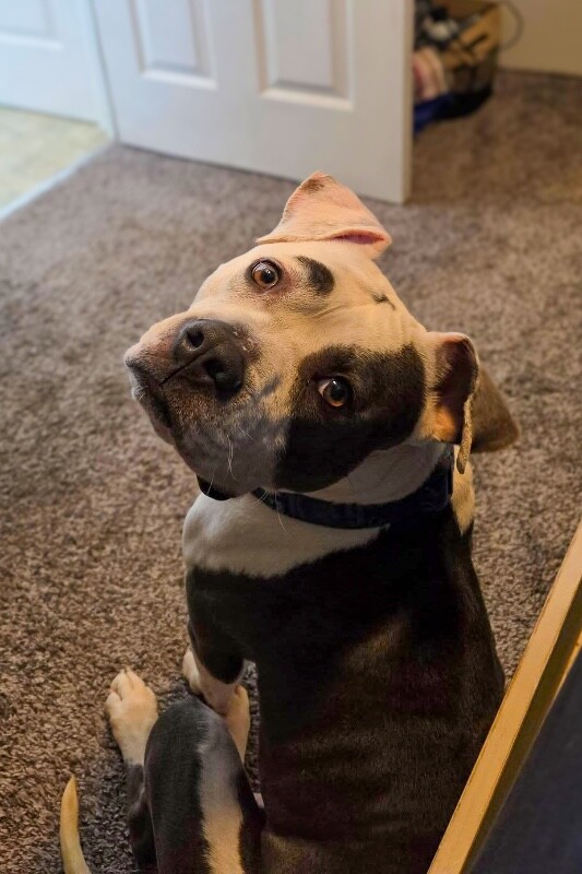 View Abraham Lincoln the Dog Photo #5