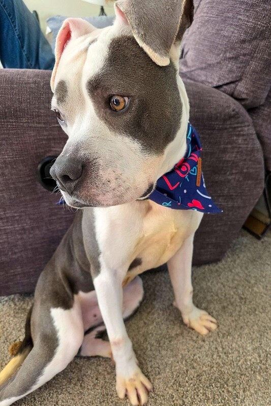 View Abraham Lincoln the Dog Photo #11