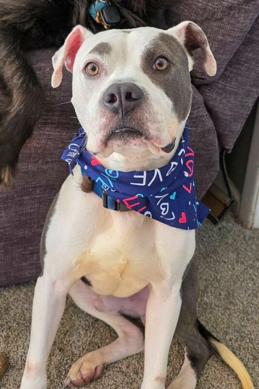 View Abraham Lincoln the Dog Photo #2