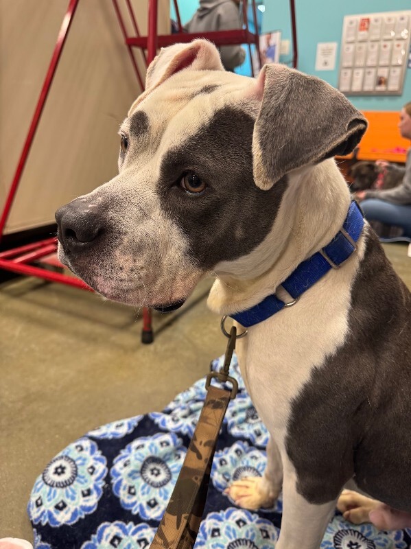 View Abraham Lincoln the Dog Photo #6