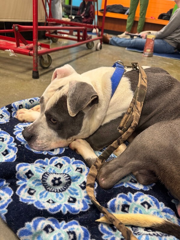 View Abraham Lincoln the Dog Photo #7