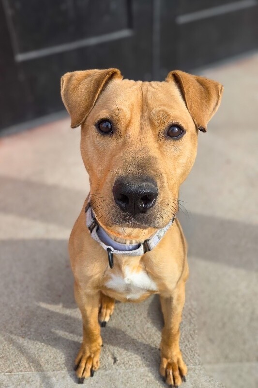 View TreeTop the Dog Photo #4