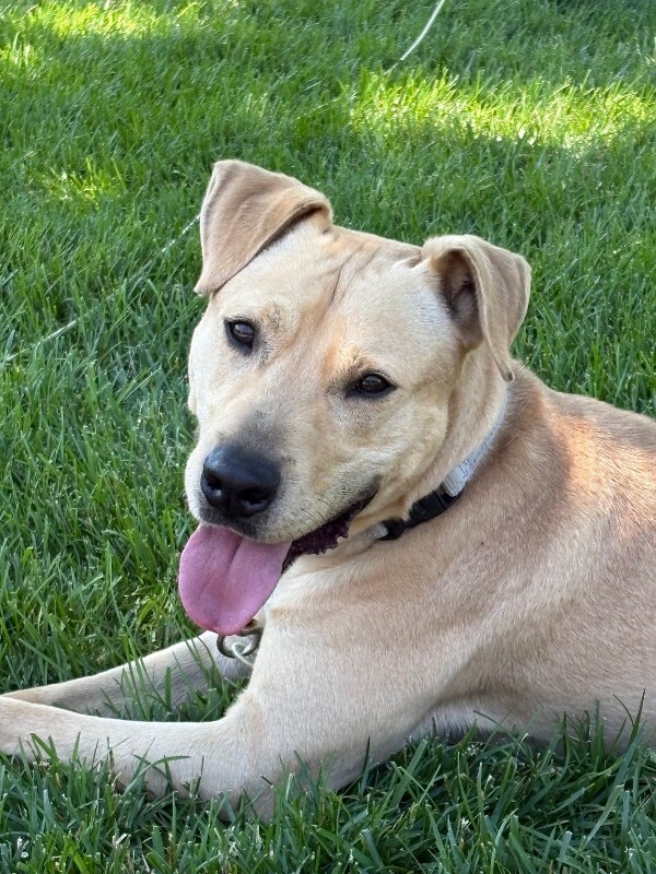 Learn More About Treetop TreeTop - Dog