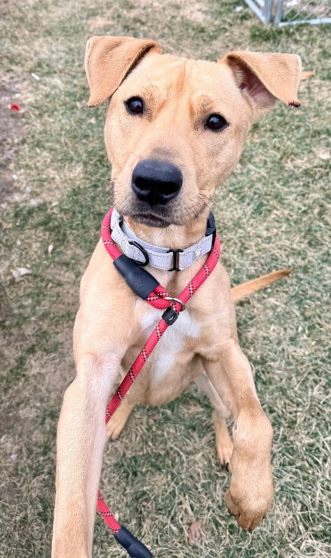 View TreeTop the Dog Photo #9