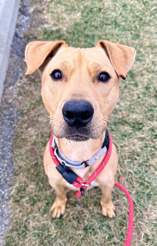 View TreeTop the Dog Photo #10