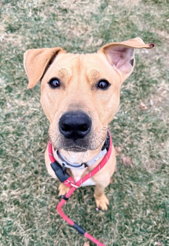 View TreeTop the Dog Photo #2