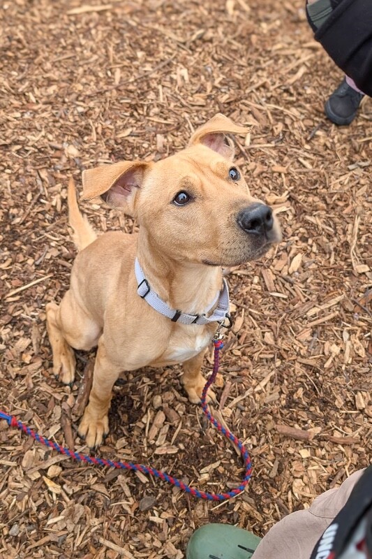 View TreeTop the Dog Photo #8