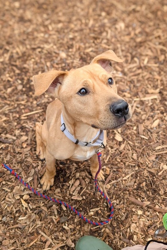 View TreeTop the Dog Photo #7