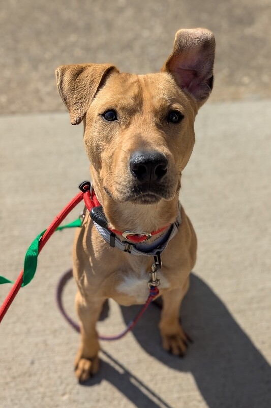 View Treetop the Dog Photo #4