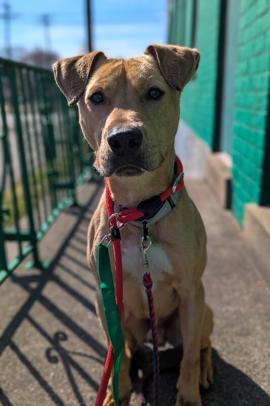 View Treetop the Dog Photo #7