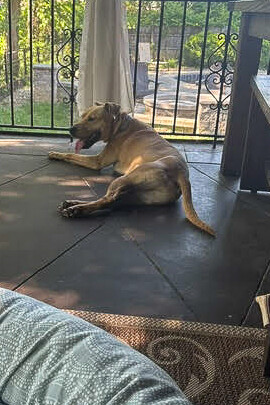 View Treetop the Dog Photo #12
