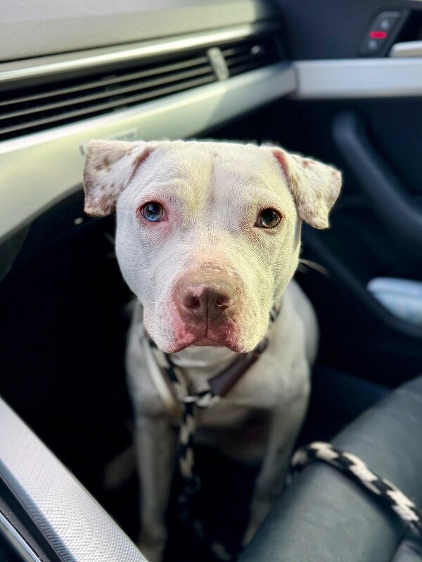 Learn More About Butter Pecan IMG 0314