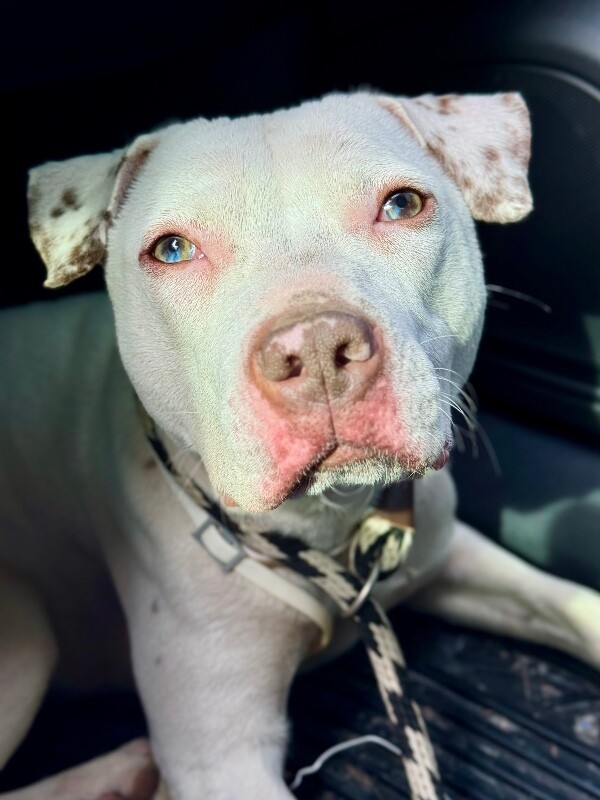 View Butter Pecan the Dog Photo #3