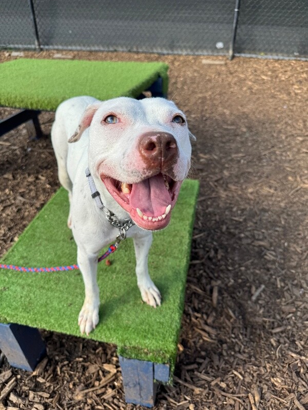 View Butter Pecan the Dog Photo #7