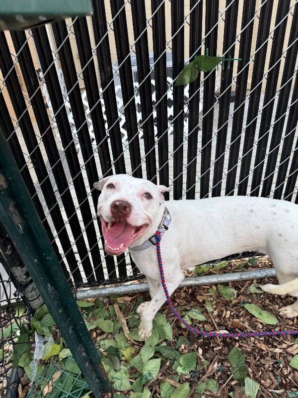 View Butter Pecan the Dog Photo #14