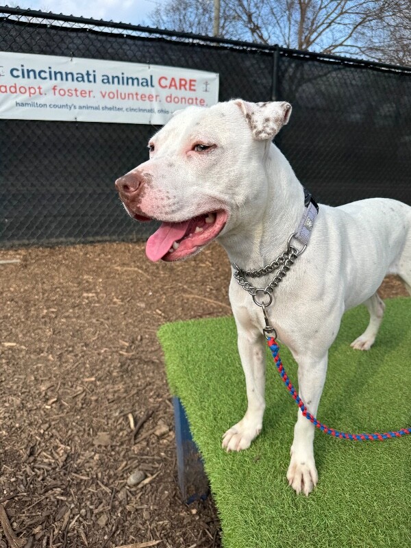 View Butter Pecan the Dog Photo #15
