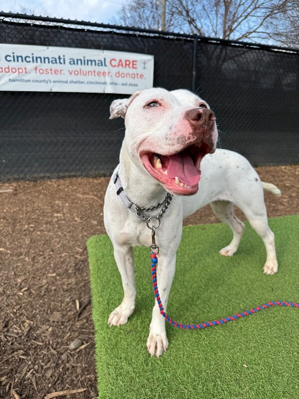 View Butter Pecan the Dog Photo #9