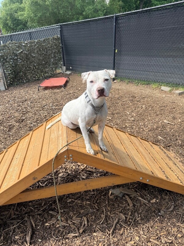 View Butter Pecan the Dog Photo #16