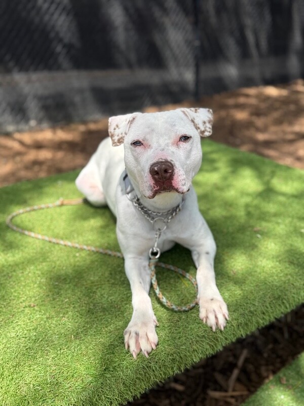 View Butter Pecan the Dog Photo #2