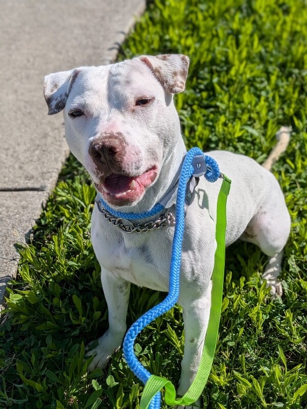 View Butter Pecan the Dog Photo #12