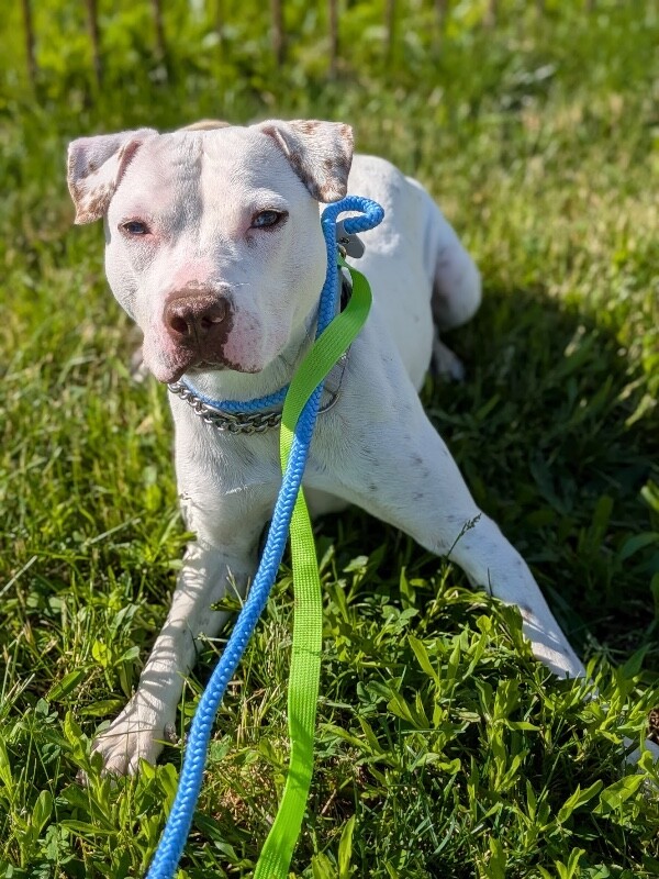 View Butter Pecan the Dog Photo #13
