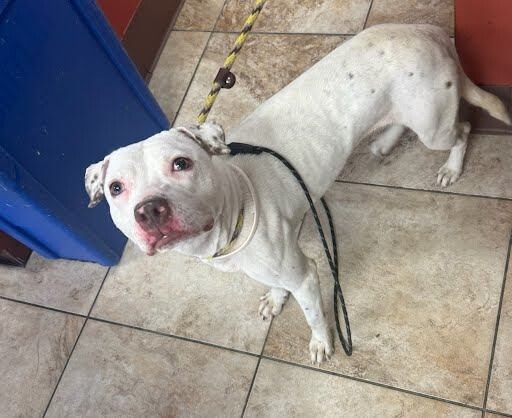 View Butter Pecan the Dog Photo #7