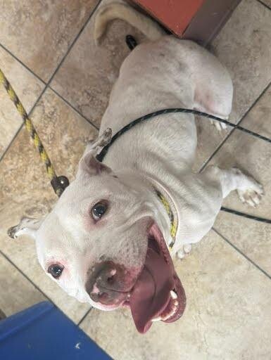 View Butter Pecan the Dog Photo #6