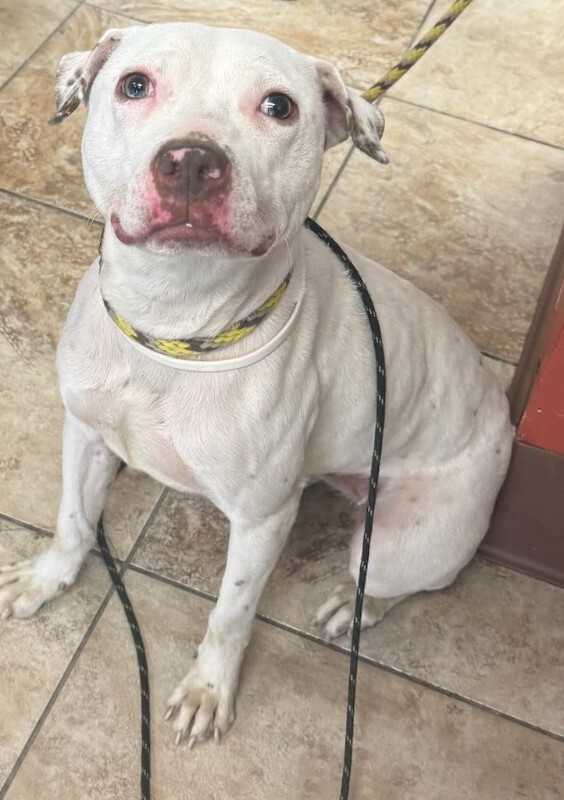 View Butter Pecan the Dog Photo #4