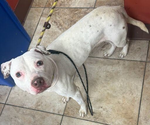 View Butter Pecan the Dog Photo #5