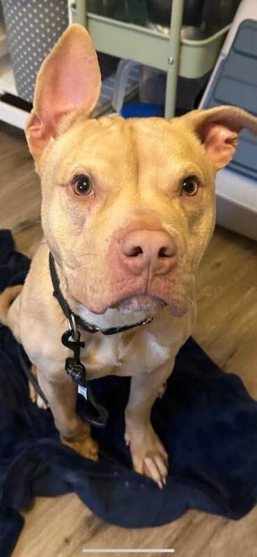 View Amir the Dog Photo #2