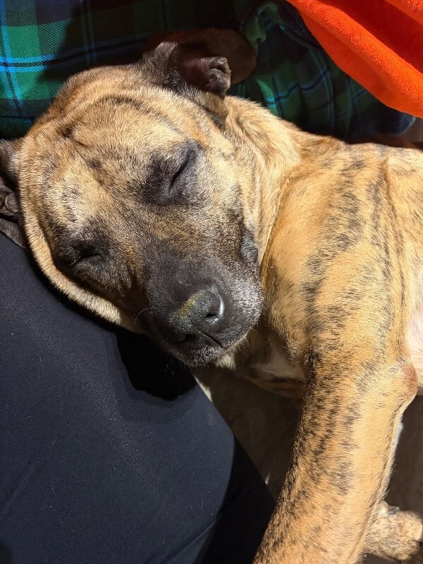 View Newby the Dog Photo #3