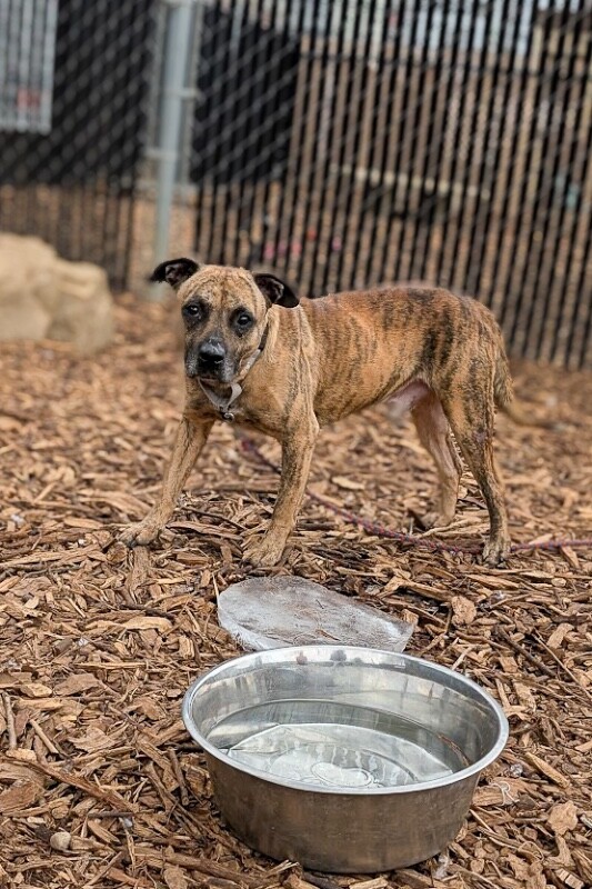 View Newby the Dog Photo #7