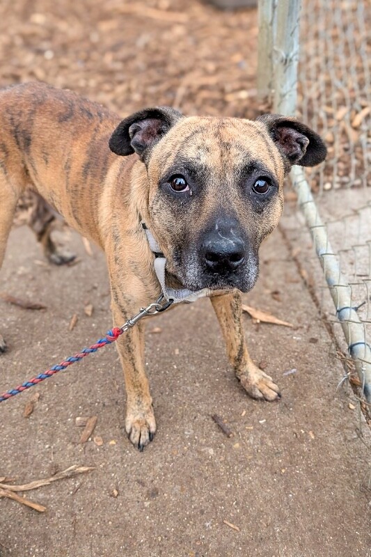 View Newby the Dog Photo #6