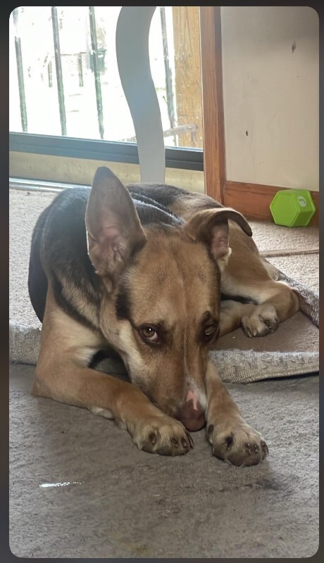 Hazel - Dog