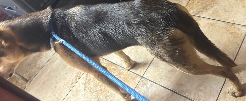 View Hazel the Dog Photo #5