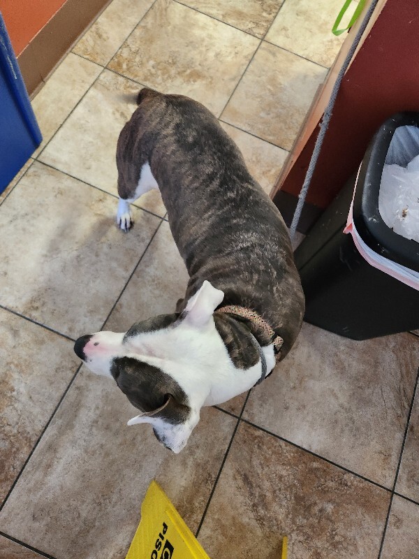 View Astrid the Dog Photo #3